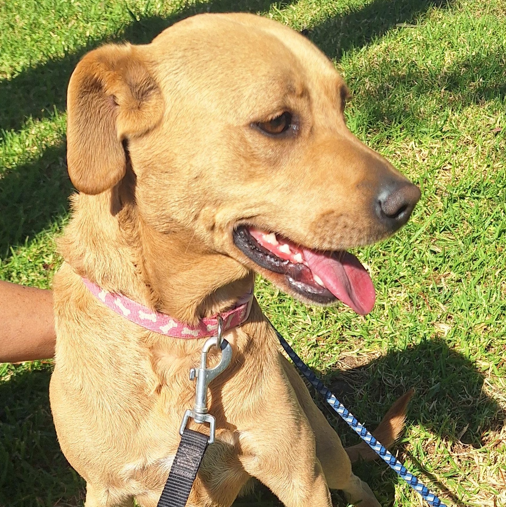 Enlarge Shannon , an adopted mixed breed in San Diego, CA image 4/4