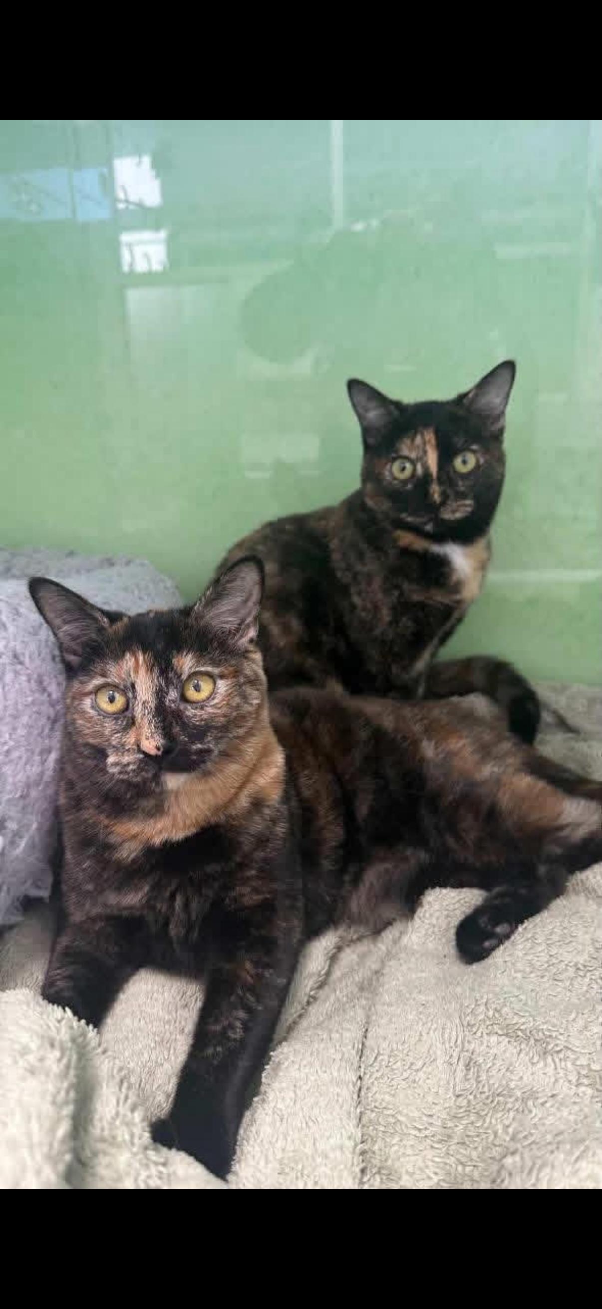 Enlarge Laverne & Shirley, an adopted mixed breed in Torrance, CA image 4/4