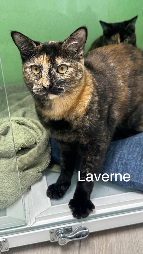 Enlarge Laverne & Shirley, an adopted mixed breed in Torrance, CA image 2/4