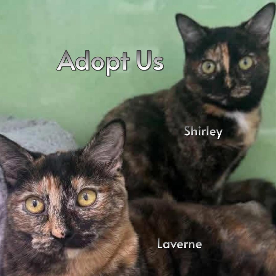 Laverne & Shirley, adopted, Young Female Tortoiseshell & Domestic Short Hair.