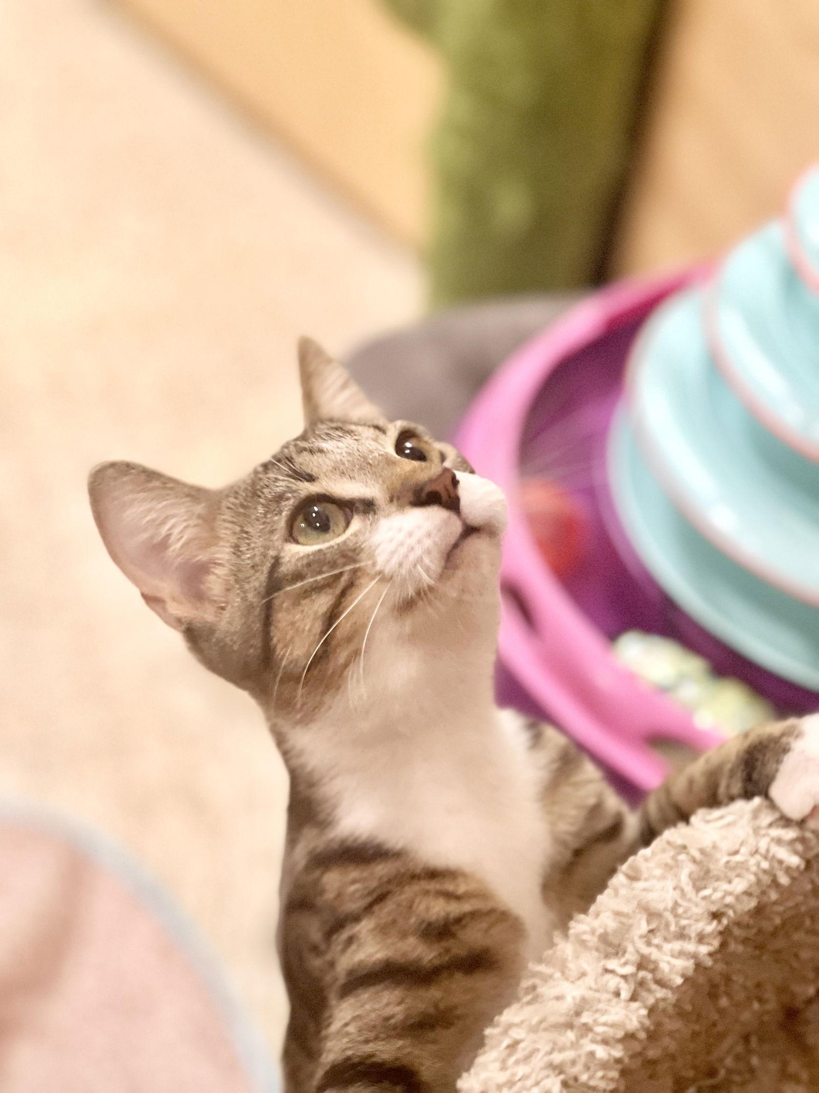 Dunkin, Adoptable, Young Male Domestic Short Hair & Tabby.