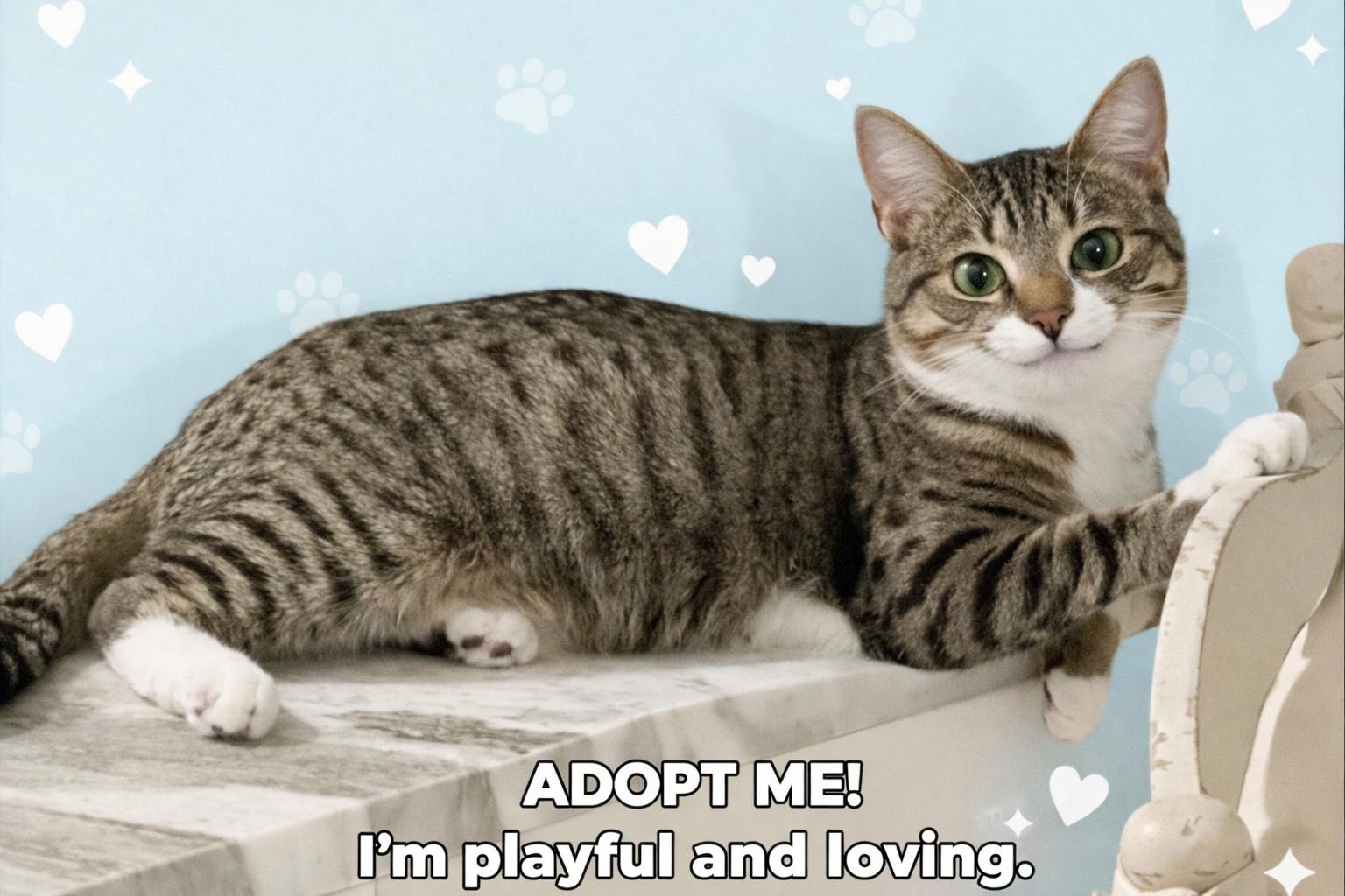 Enlarge Dunkin, a Adoptable mixed breed in West Palm Beach, FL image 2/3