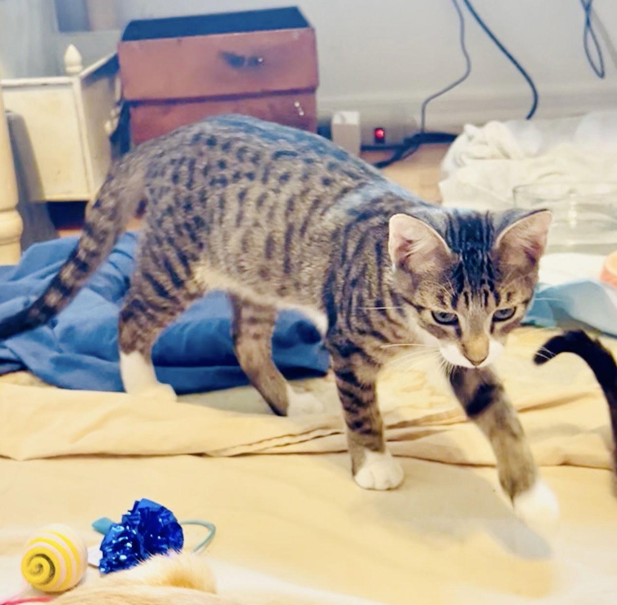 Enlarge Dunkin, a Adoptable mixed breed in West Palm Beach, FL image 3/3