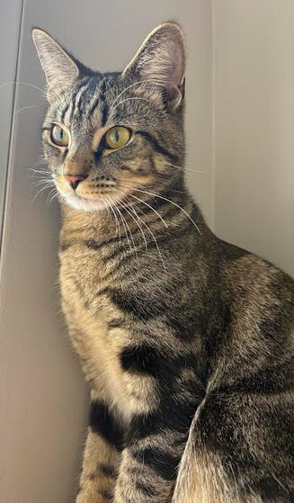 Radar, Adoptable, Young Male Domestic Short Hair.