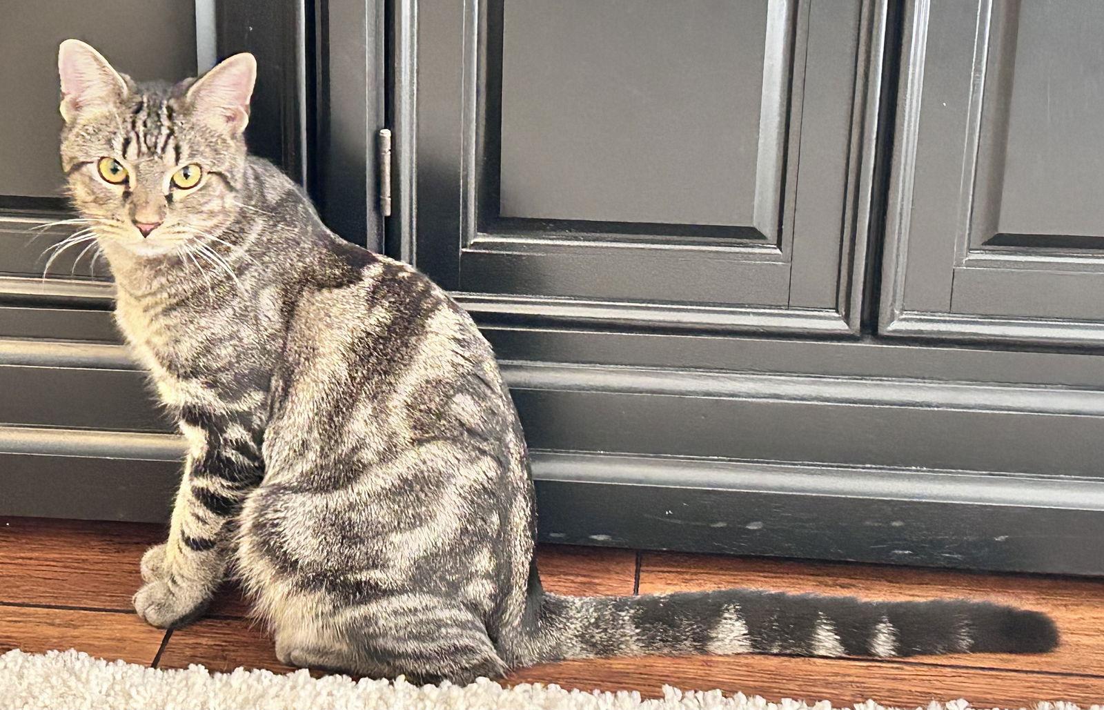 Enlarge Radar, a Adoptable Domestic Short Hair in Reston, VA image 2/3