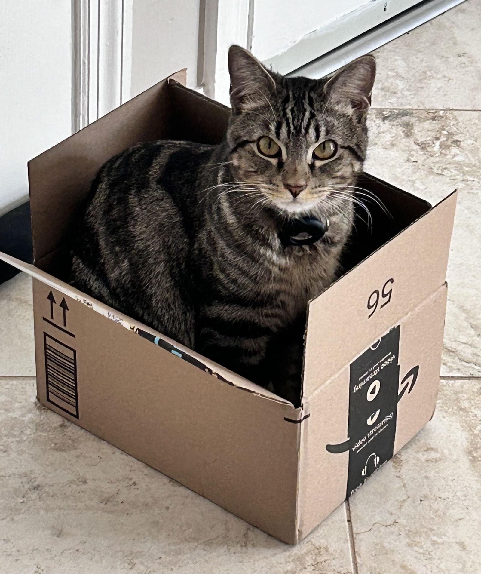 Enlarge Radar, a Adoptable Domestic Short Hair in Reston, VA image 3/3