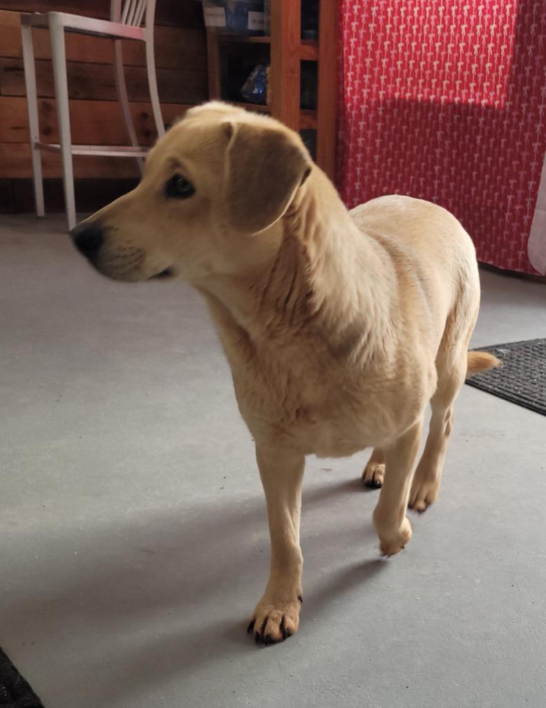 Pretty Girl, Adoptable, Young Female Mixed Breed.