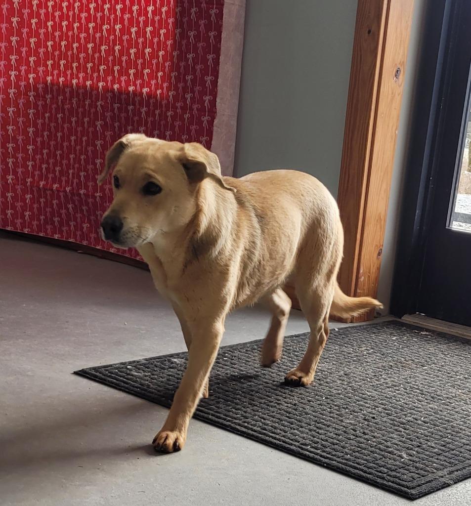Pretty Girl, a Adoptable mixed breed in Lawrenceburg, TN image 2/5