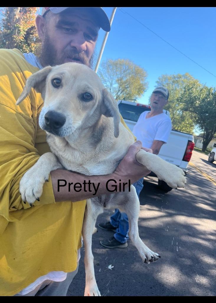 Pretty Girl, a Adoptable mixed breed in Lawrenceburg, TN image 3/5