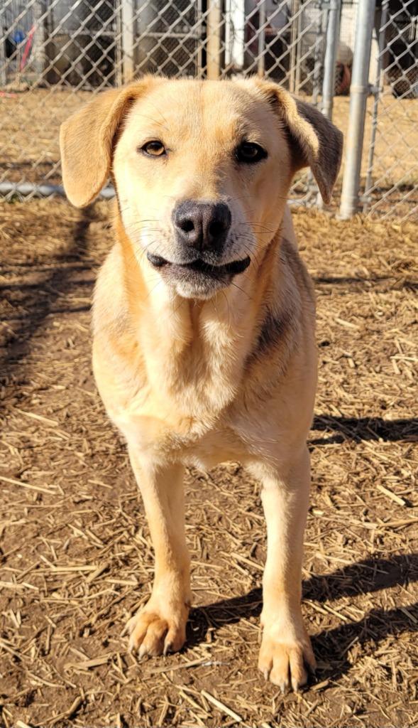 Pretty Girl, a Adoptable mixed breed in Lawrenceburg, TN image 4/5