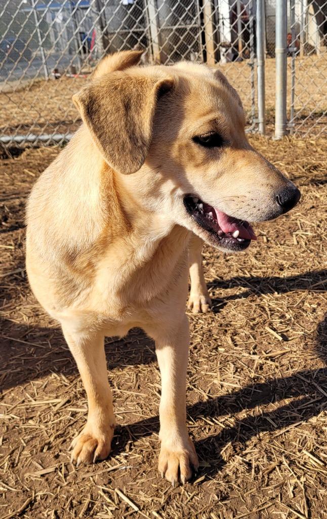 Pretty Girl, a Adoptable mixed breed in Lawrenceburg, TN image 5/5