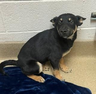 Batman 179559, Adoptable, Puppy Male German Shepherd Dog.