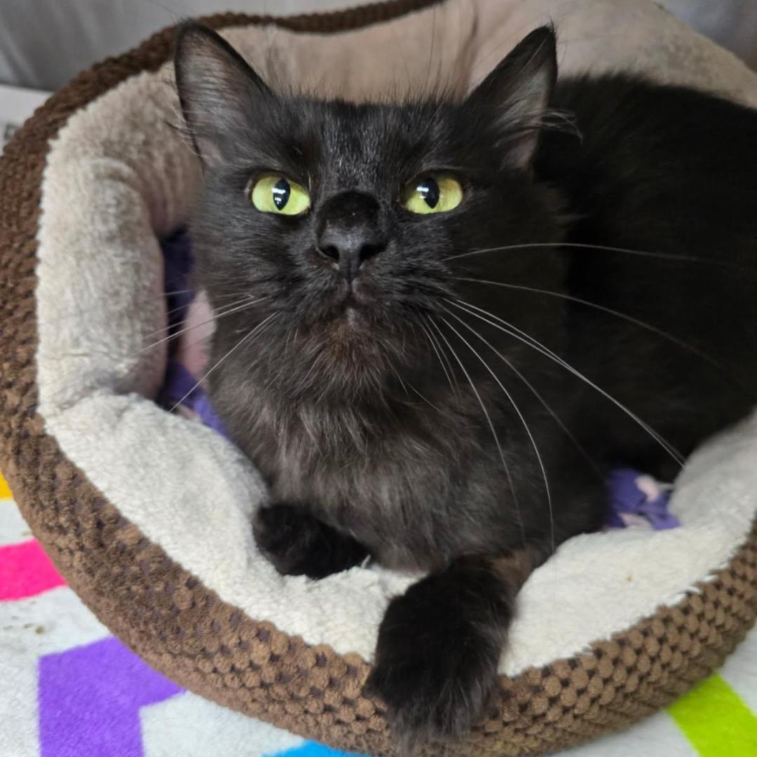 Twiggy, ADOPTABLE, Young Female Domestic Medium Hair.