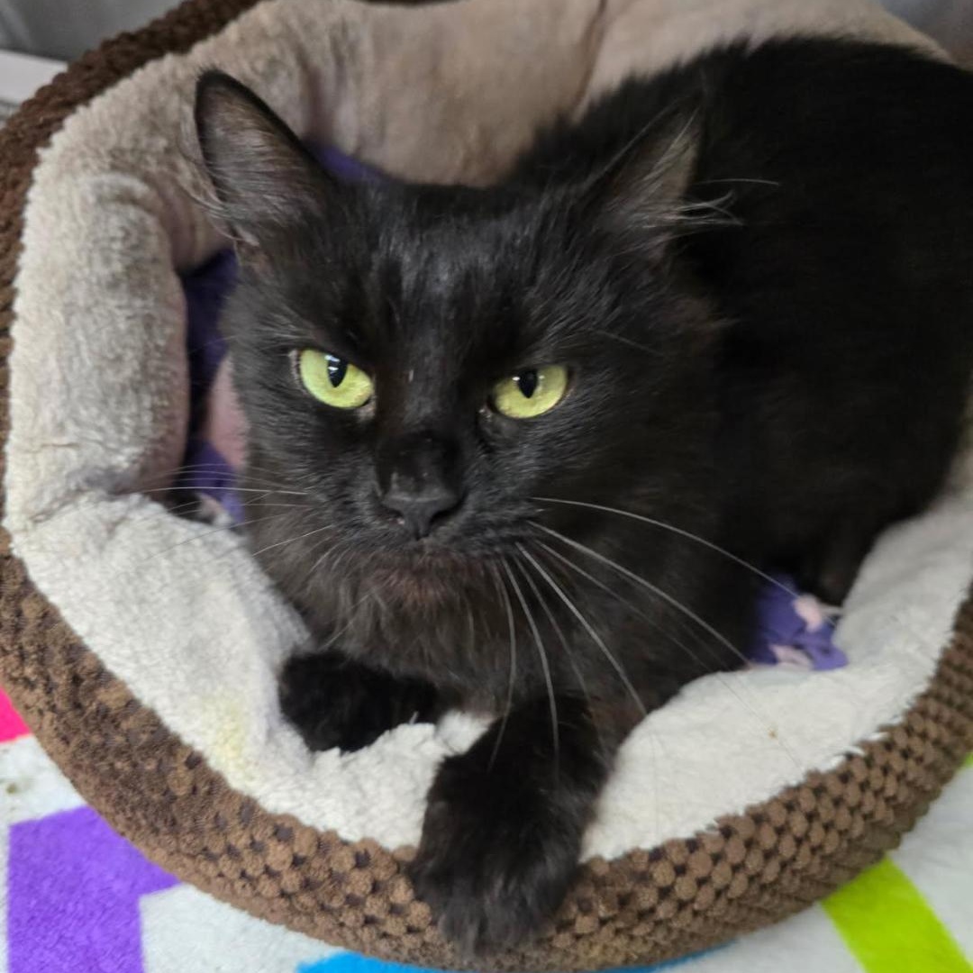 Enlarge Twiggy, a ADOPTABLE Domestic Medium Hair in Greensburg, PA image 2/2