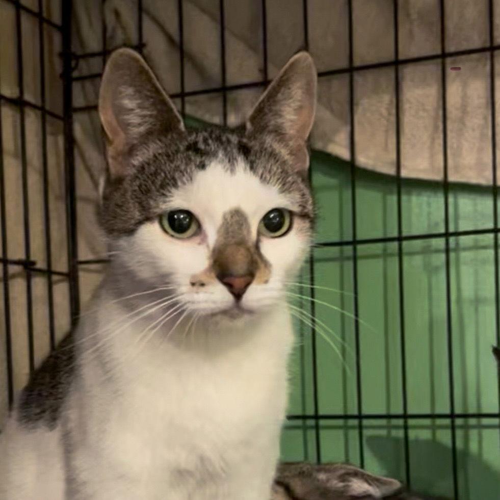 Chanel, Adoptable, Young Female Tabby.