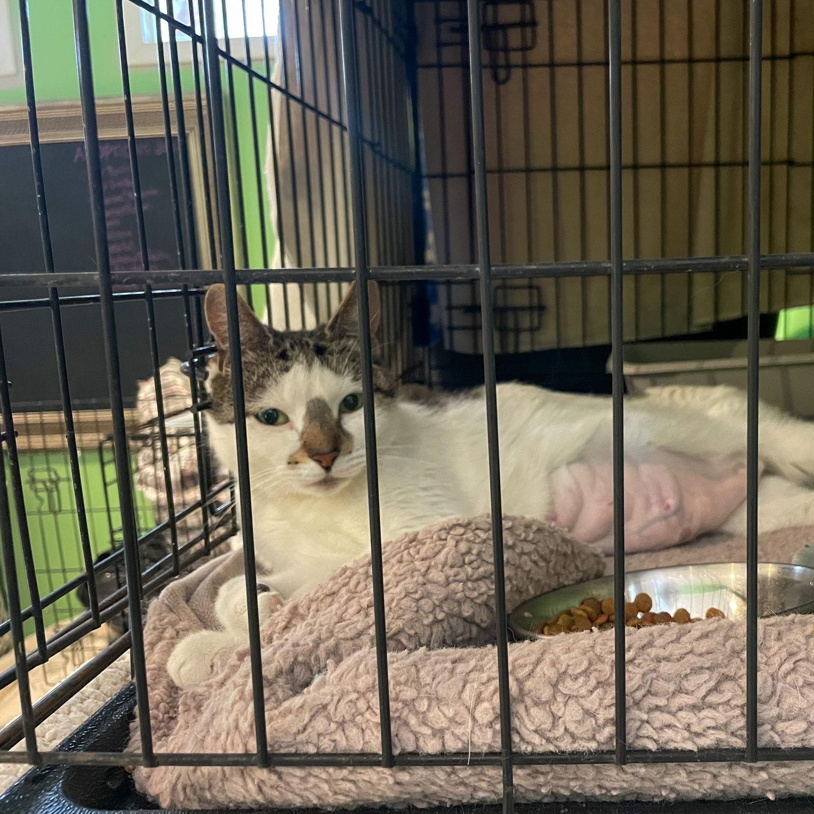 Enlarge Chanel, a Adoptable Tabby in Philadelphia, PA image 2/2