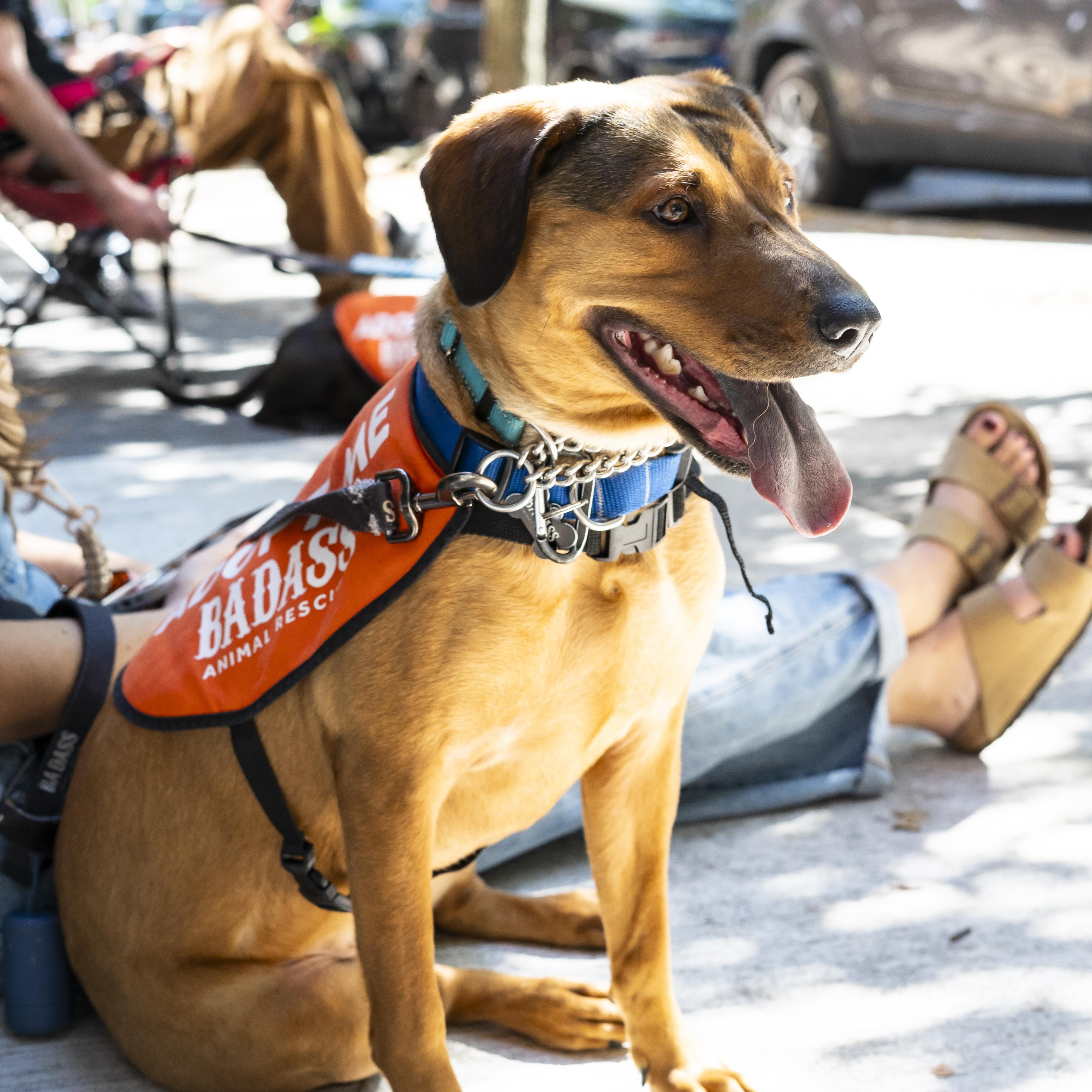 Jasmine Cephas Jones, a Adoptable Mixed Breed in Brooklyn, NY image 3/6
