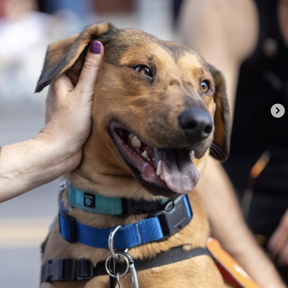 Jasmine Cephas Jones, a Adoptable Mixed Breed in Brooklyn, NY image 2/6
