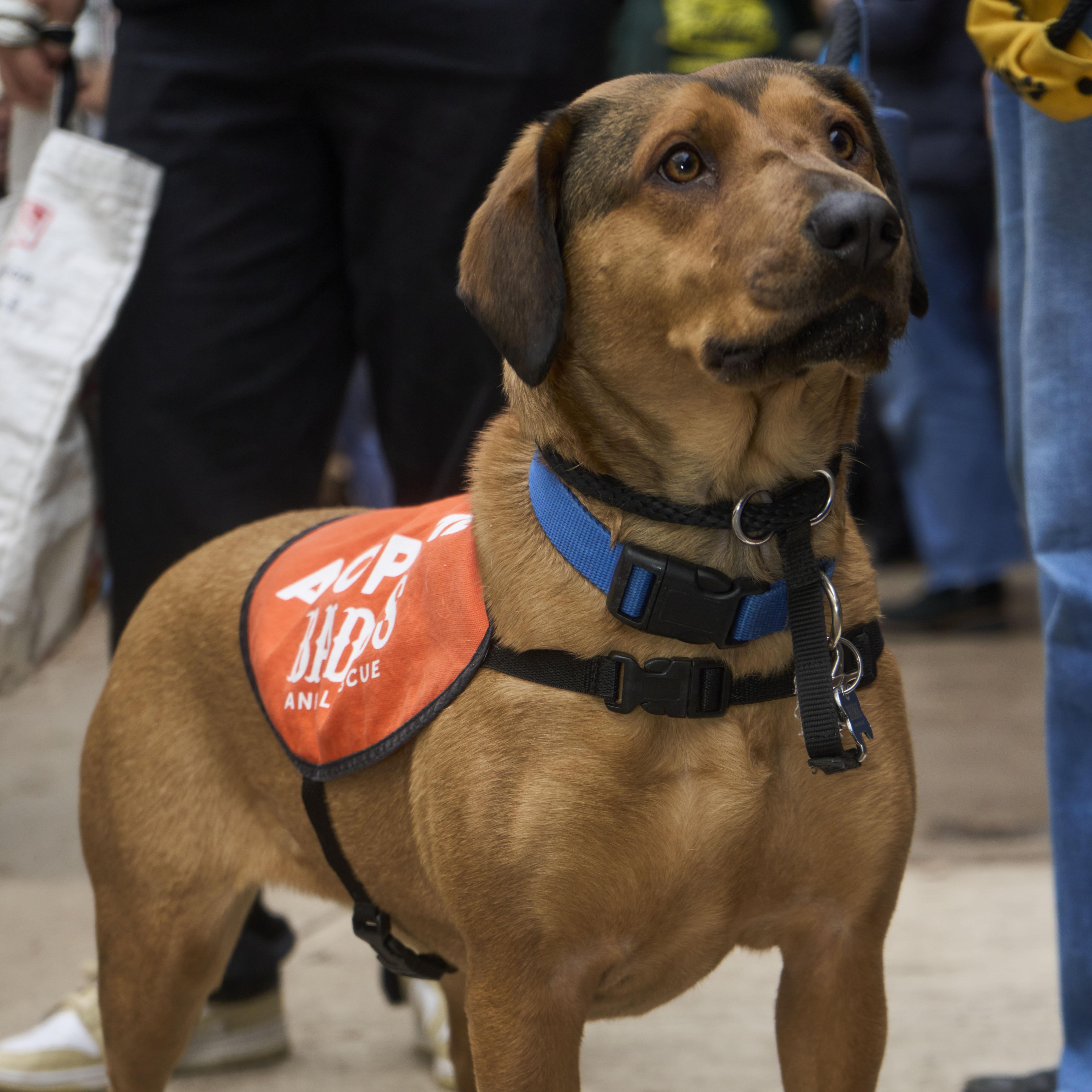 Enlarge Jasmine Cephas Jones, an adopted Mixed Breed in Brooklyn, NY image 6/6
