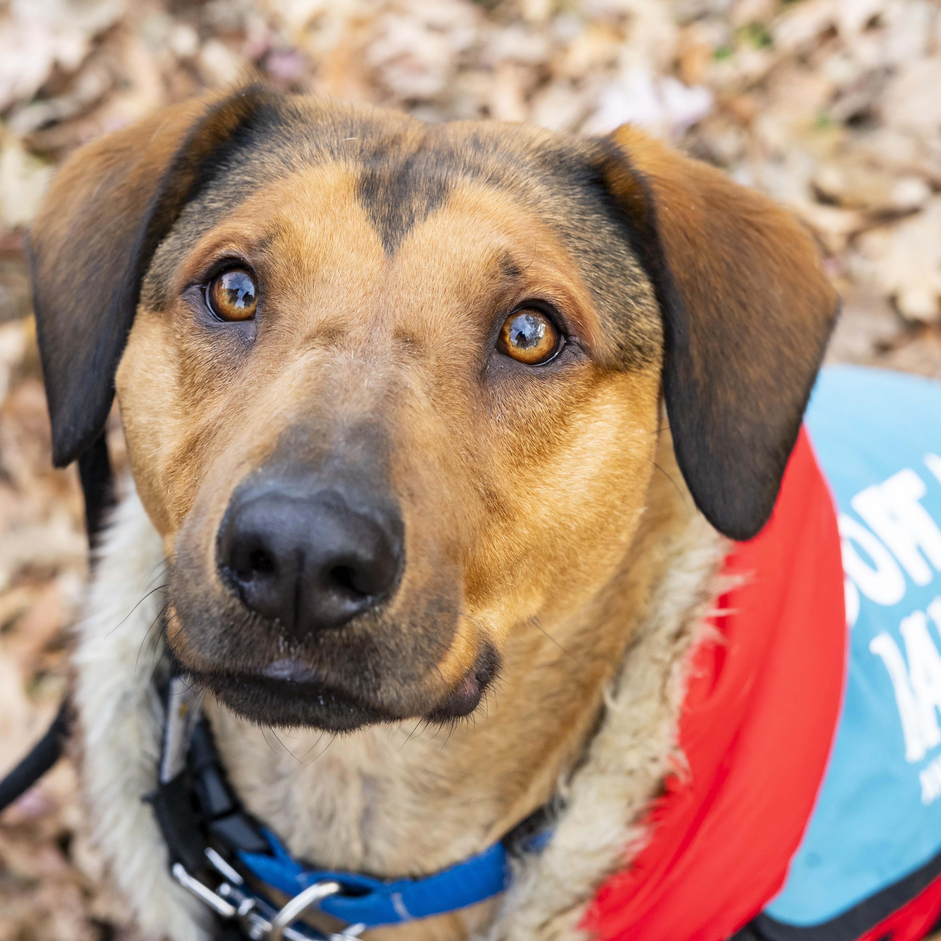 Jasmine Cephas Jones, Adoptable, Young Female Mixed Breed.
