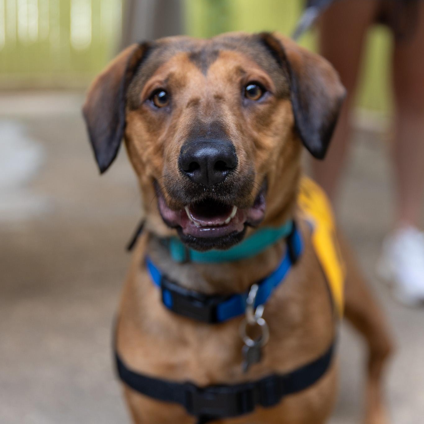 Jasmine Cephas Jones, a Adoptable Mixed Breed in Brooklyn, NY image 5/6