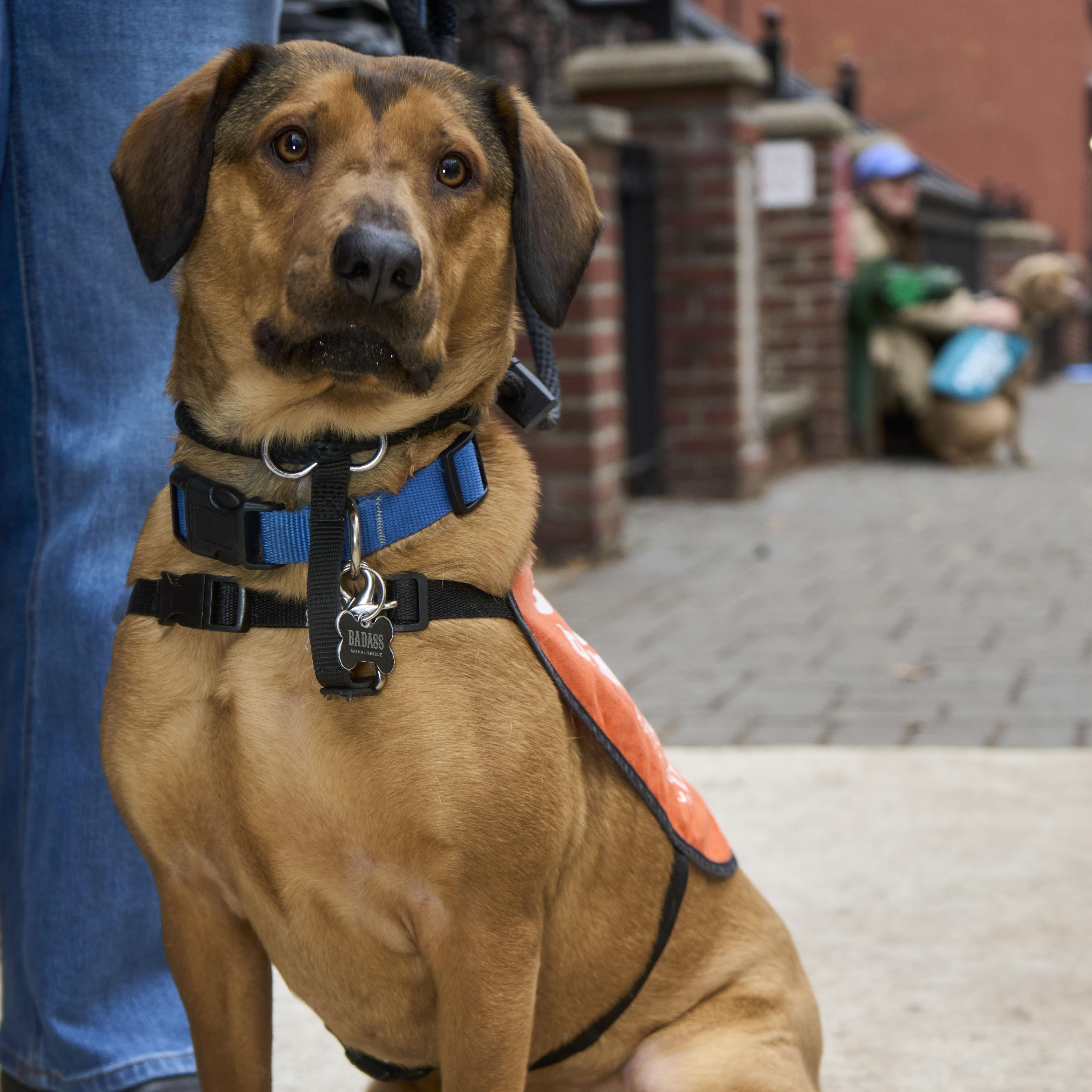 Enlarge Jasmine Cephas Jones, an adopted Mixed Breed in Brooklyn, NY image 5/6