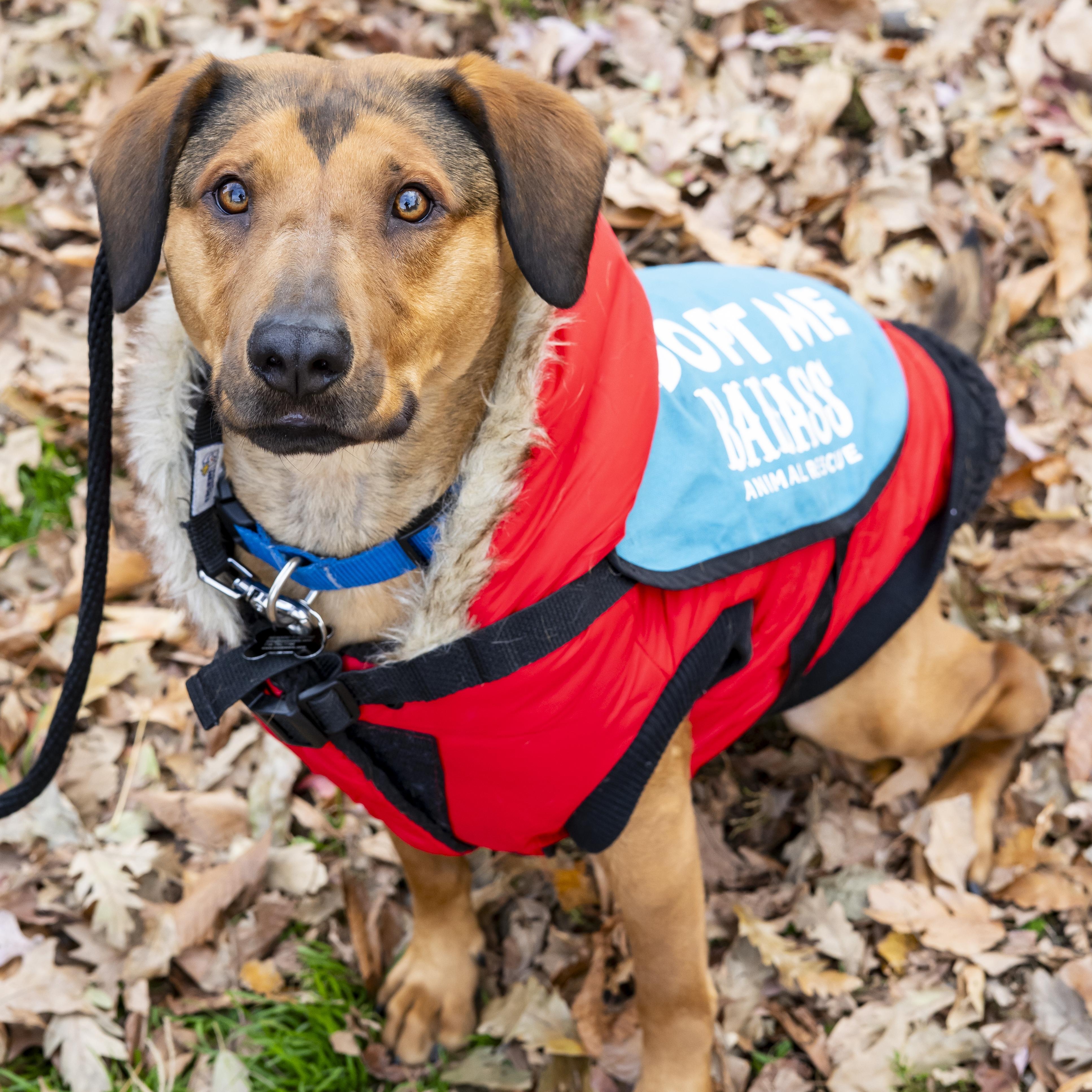 Jasmine Cephas Jones, a Adoptable Mixed Breed in Brooklyn, NY image 6/6