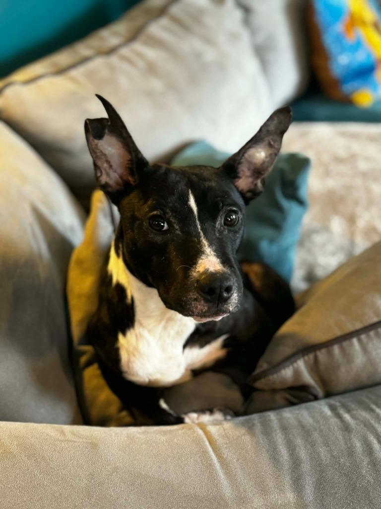 Enlarge Cartman, a Adoptable mixed breed in Detroit, MI image 3/6