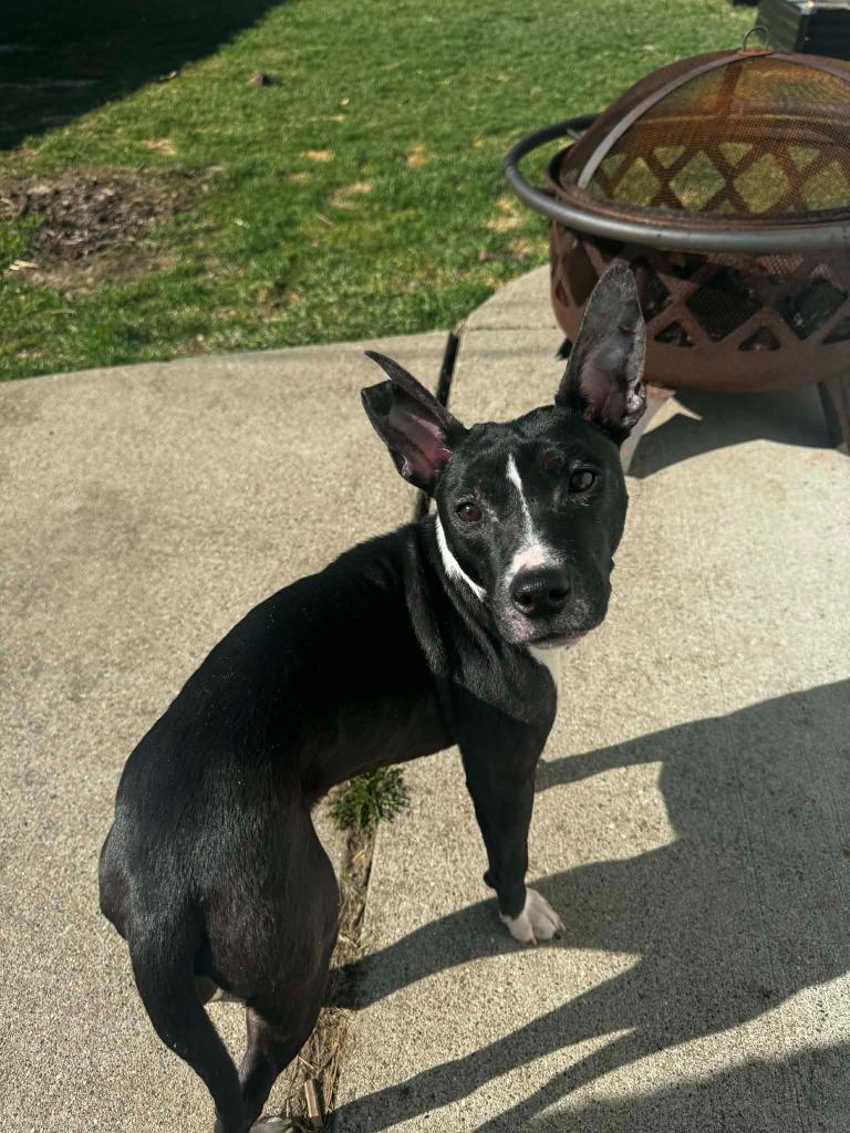 Enlarge Cartman, a Adoptable mixed breed in Detroit, MI image 6/6