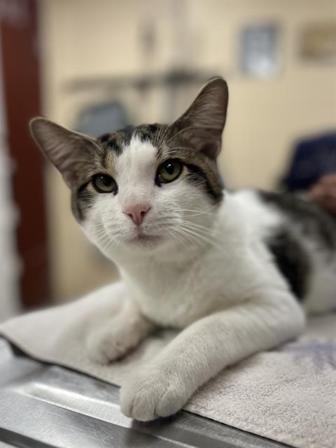 NEVIN, Adoptable, Young Male Domestic Short Hair.