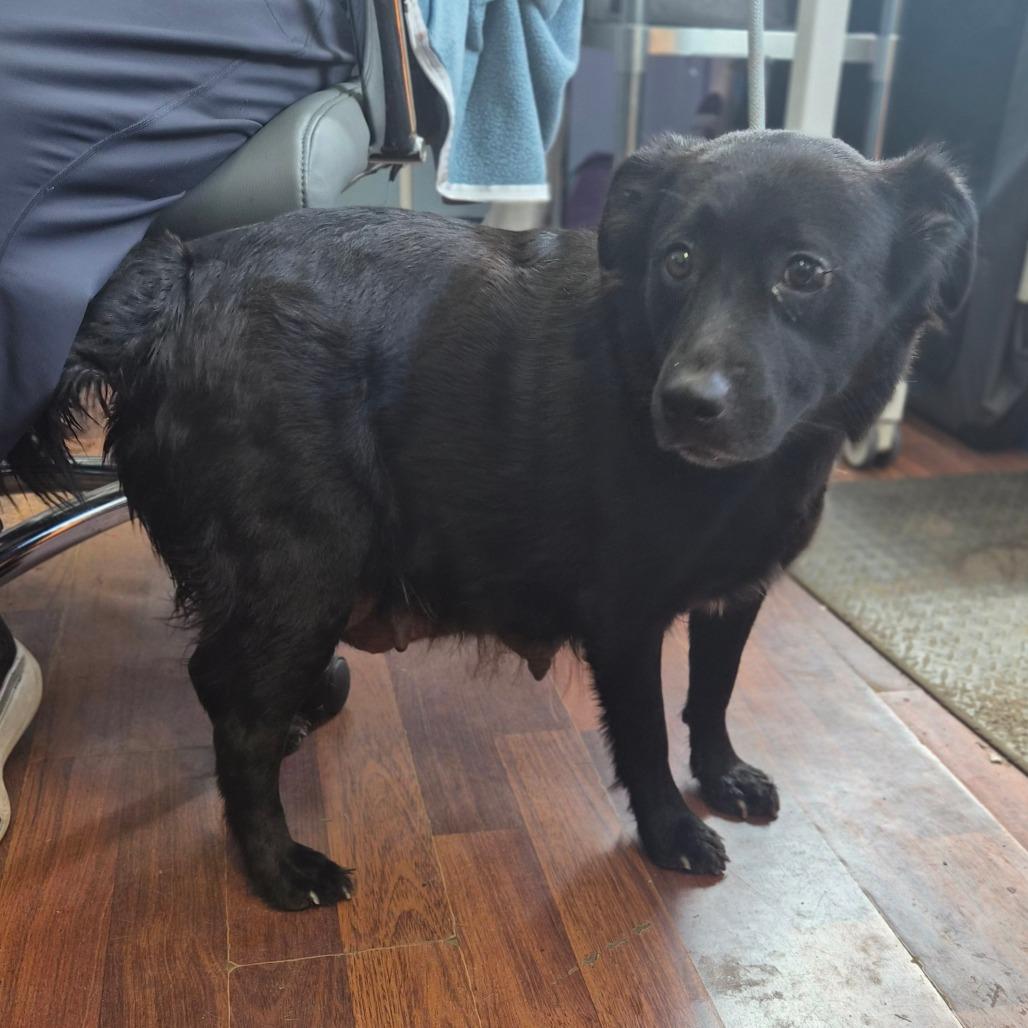 Enlarge McMuffin, a Adoptable Labrador Retriever in Wahiawa, HI image 1/1