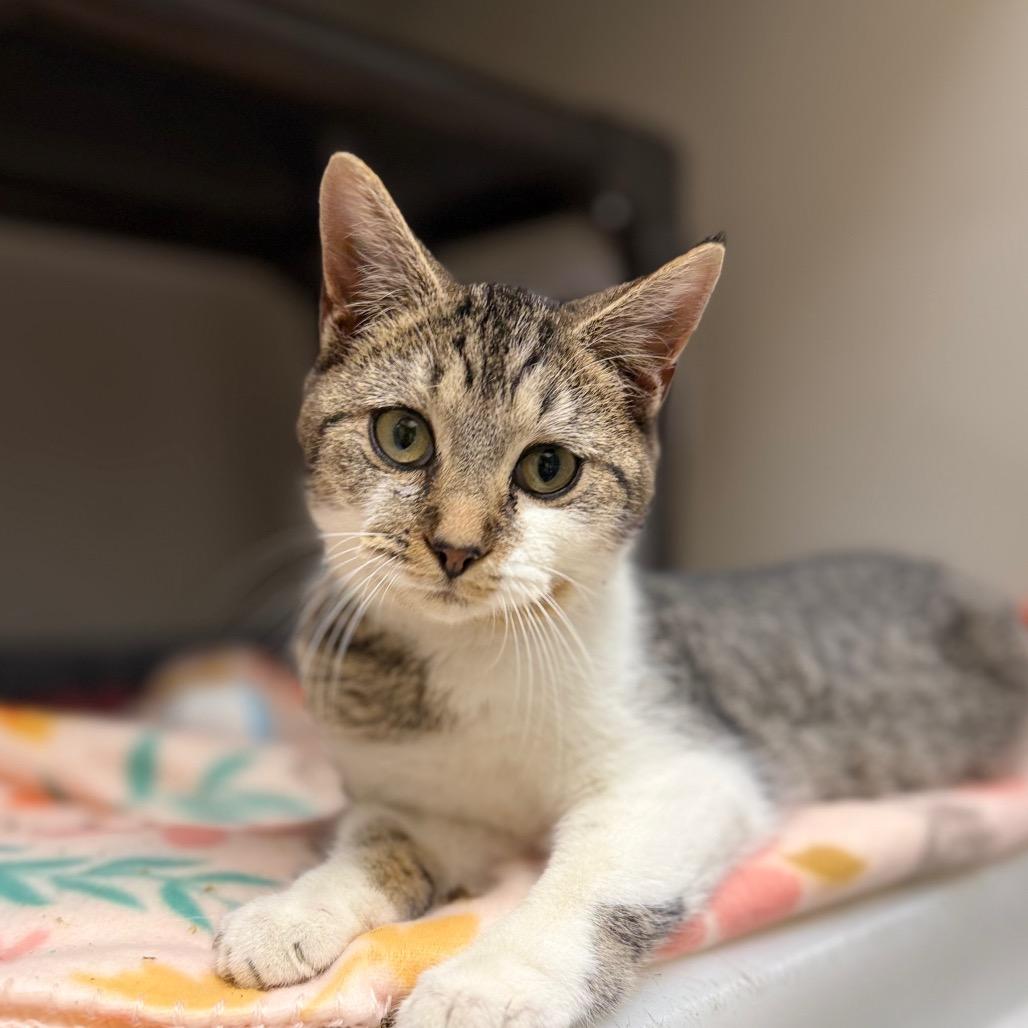 Fiona, Adoptable, Young Female Domestic Short Hair & Domestic Short Hair.