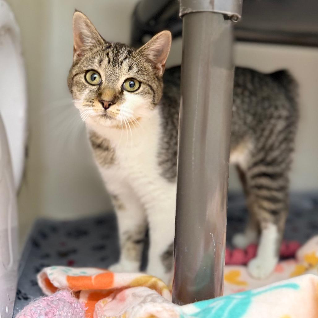 Enlarge Fiona, a Adoptable mixed breed in Caryville, TN image 2/2