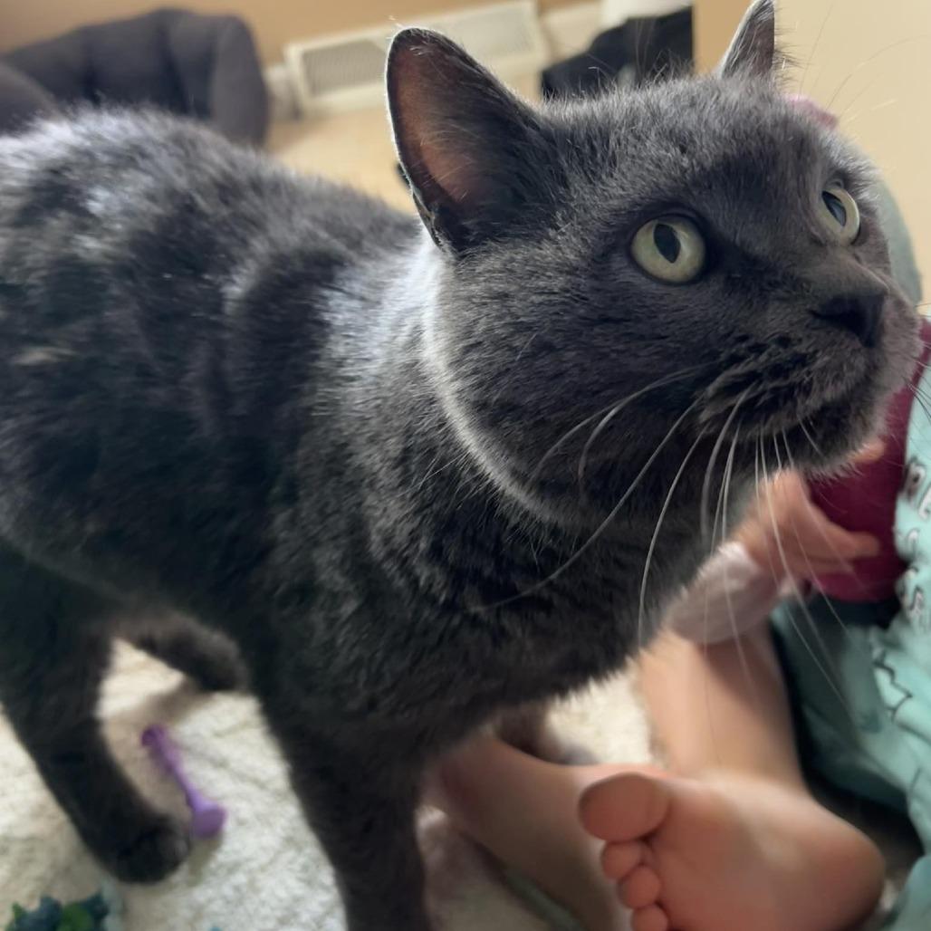 Stormy, Adoptable, Young Female Domestic Short Hair.