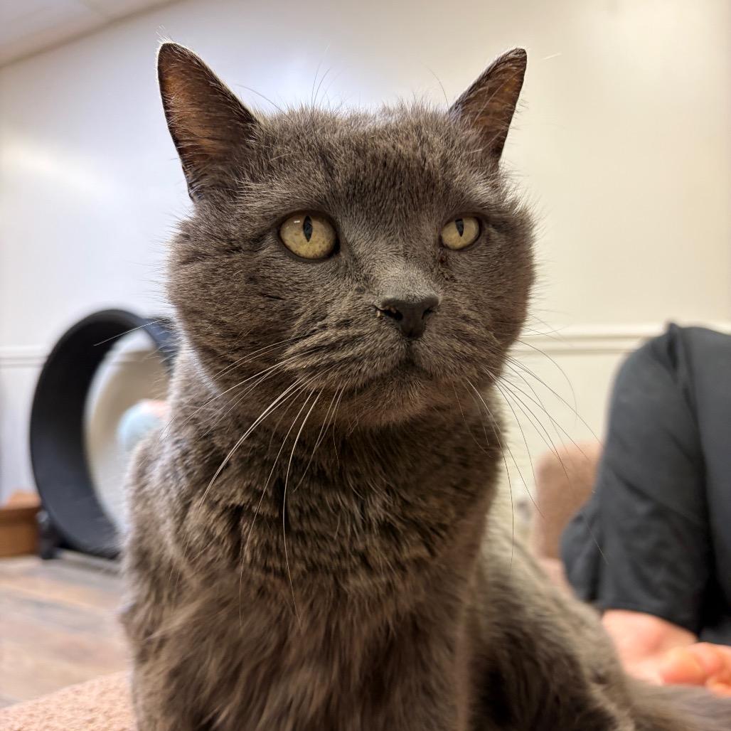 Enlarge Stormy, a Adoptable Domestic Short Hair in Normal, IL image 2/4