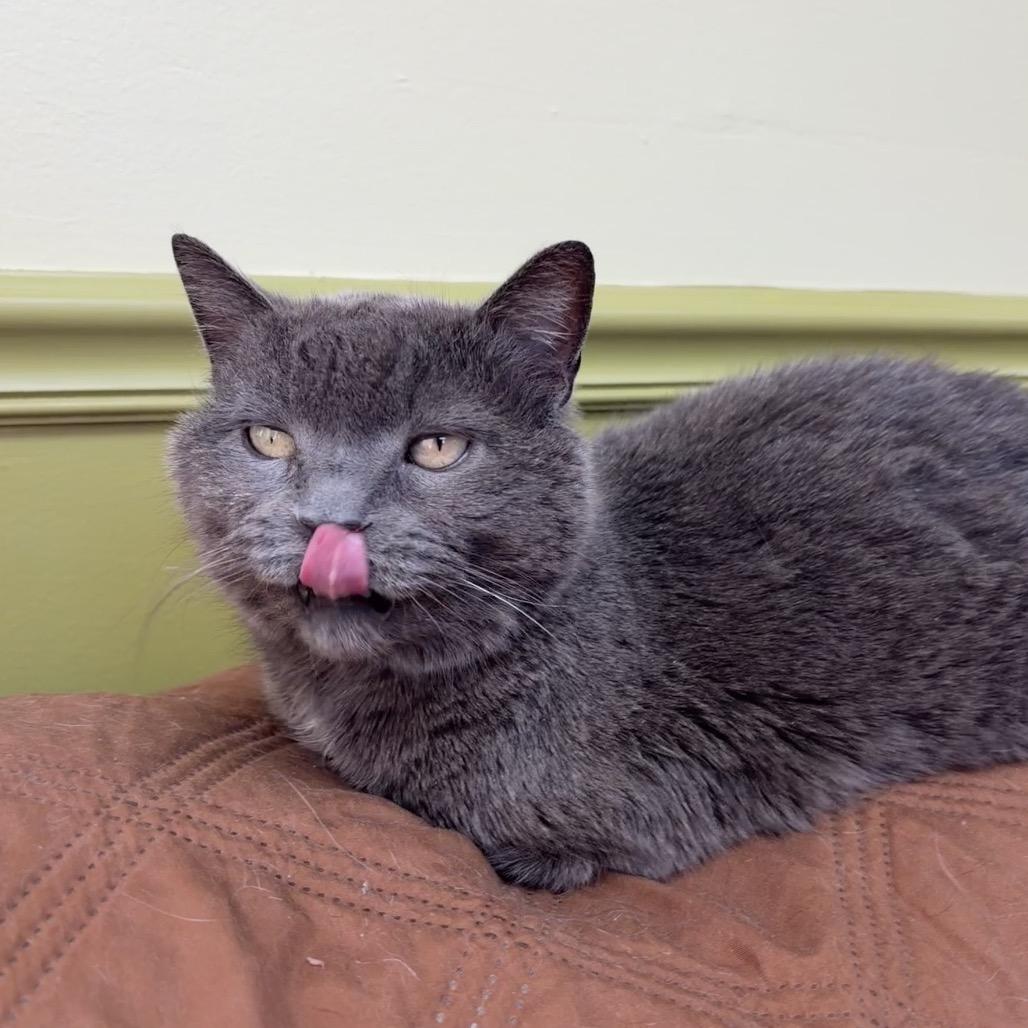 Enlarge Stormy, a Adoptable Domestic Short Hair in Normal, IL image 3/4