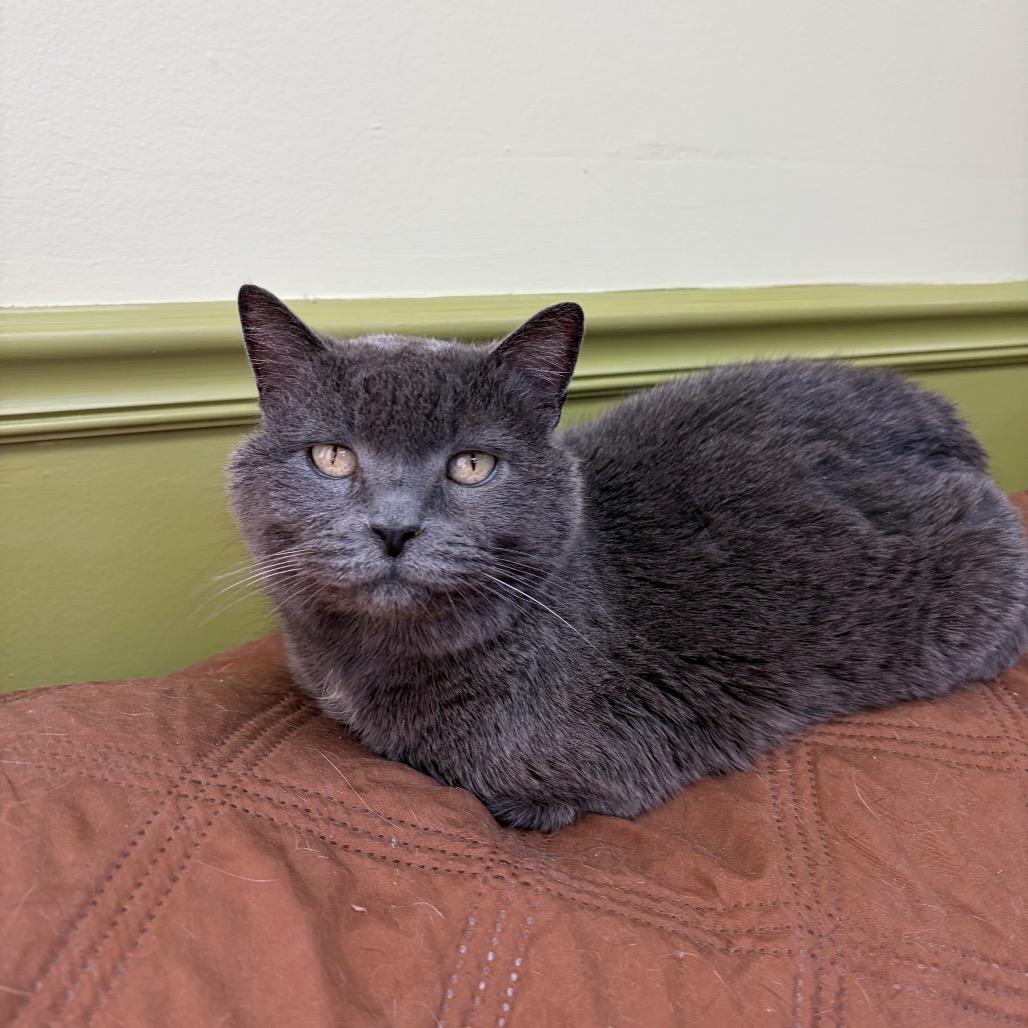Enlarge Stormy, a Adoptable Domestic Short Hair in Normal, IL image 4/4