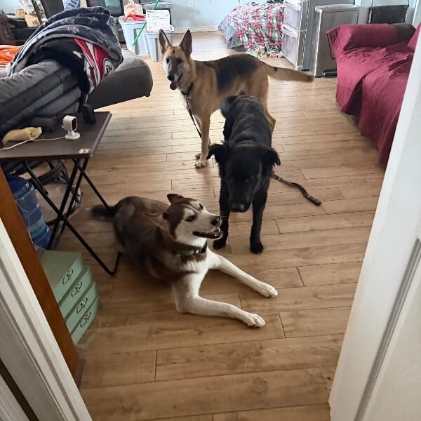 Midnight Dreamboat — thumbnail 3