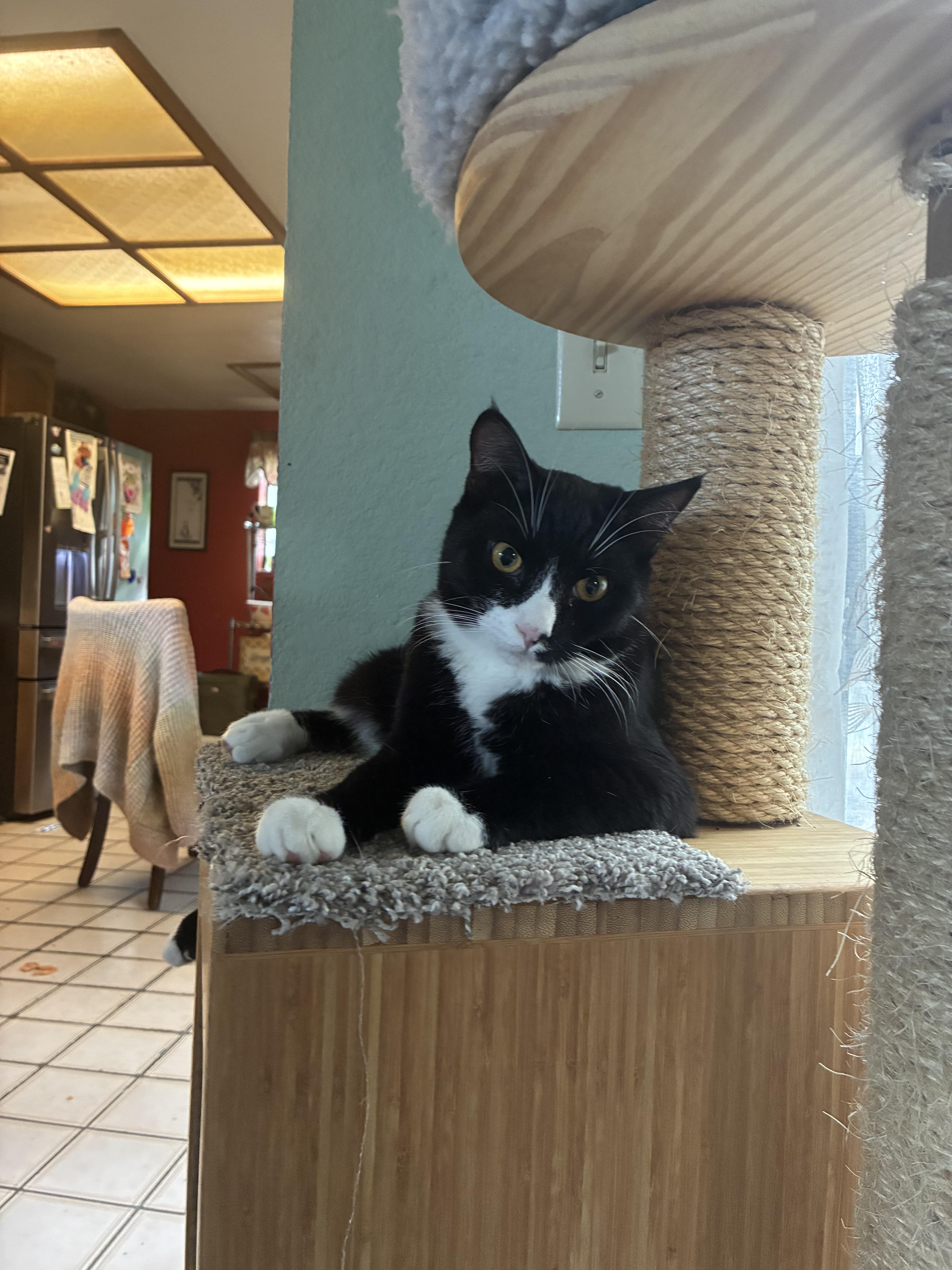 Oreo, Adoptable, Young Male Domestic Short Hair.