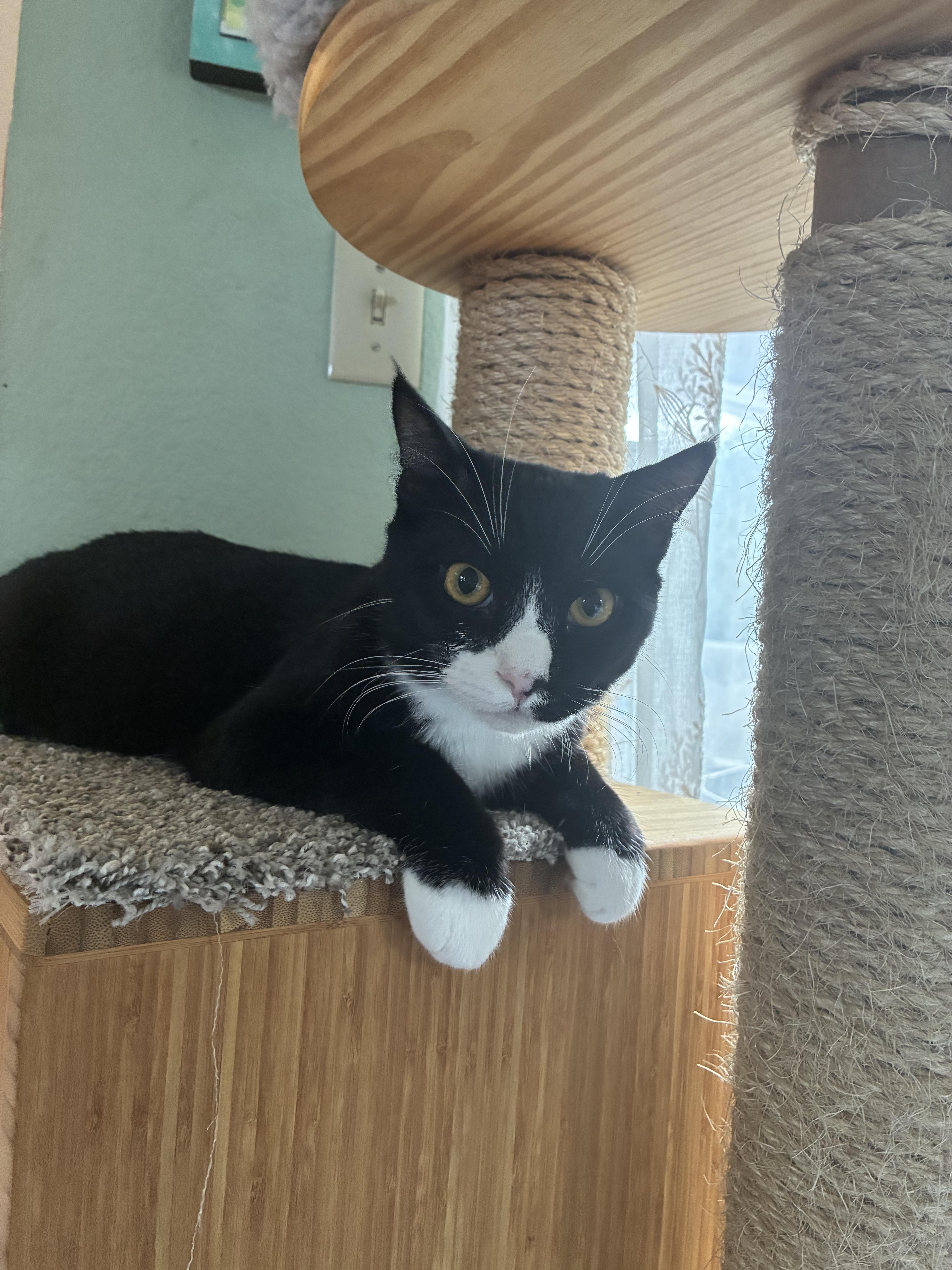 Enlarge Oreo, a Adoptable Domestic Short Hair in Antioch, CA image 2/2