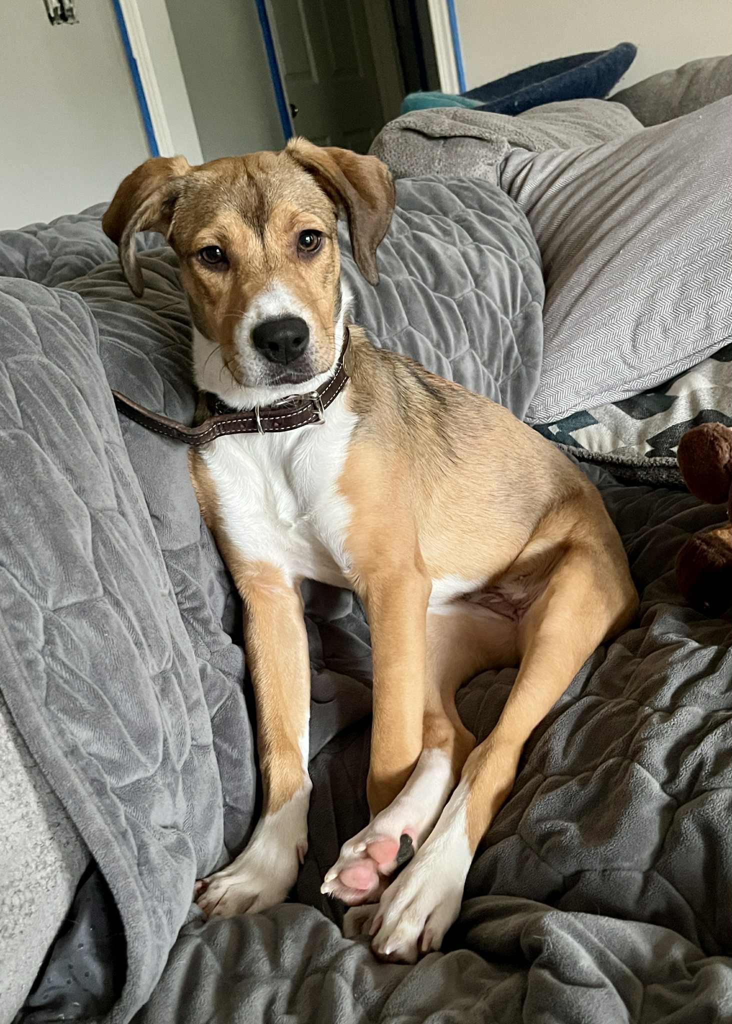 Whiskey, a Adopted mixed breed in Clarksville, TN image 4/6