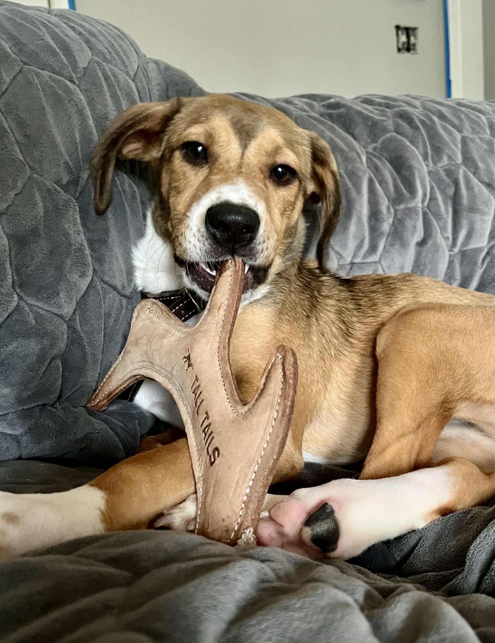 Whiskey, a Adopted mixed breed in Clarksville, TN image 5/6