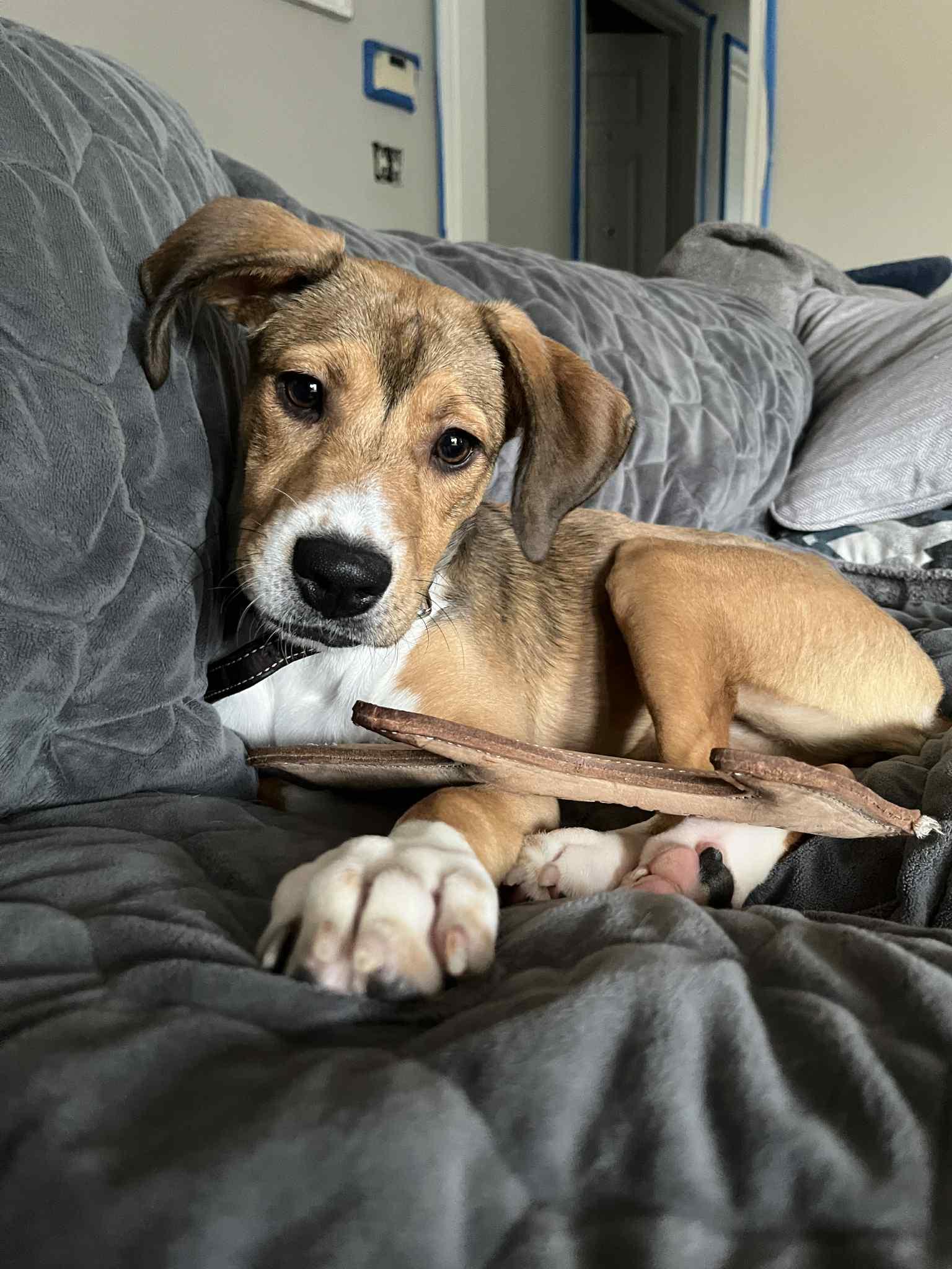 Whiskey, a Adopted mixed breed in Clarksville, TN image 6/6