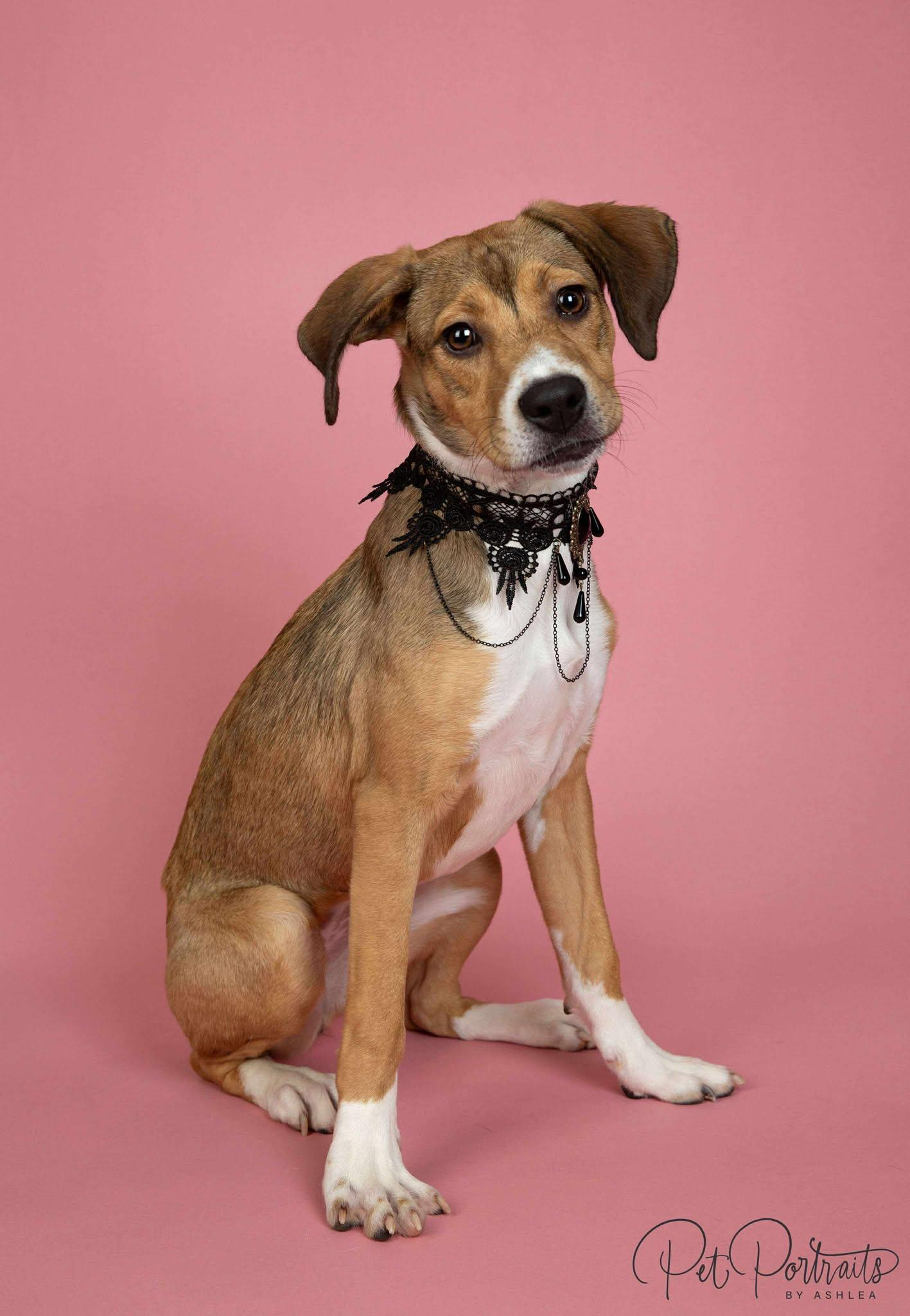 Whiskey, a Adopted mixed breed in Clarksville, TN image 1/6