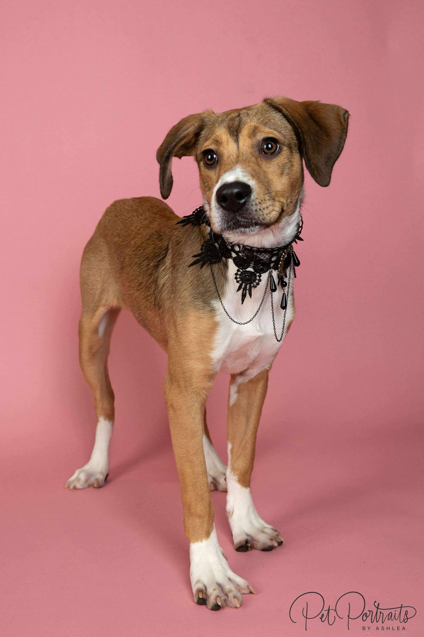 Whiskey, a Adopted mixed breed in Clarksville, TN image 3/6