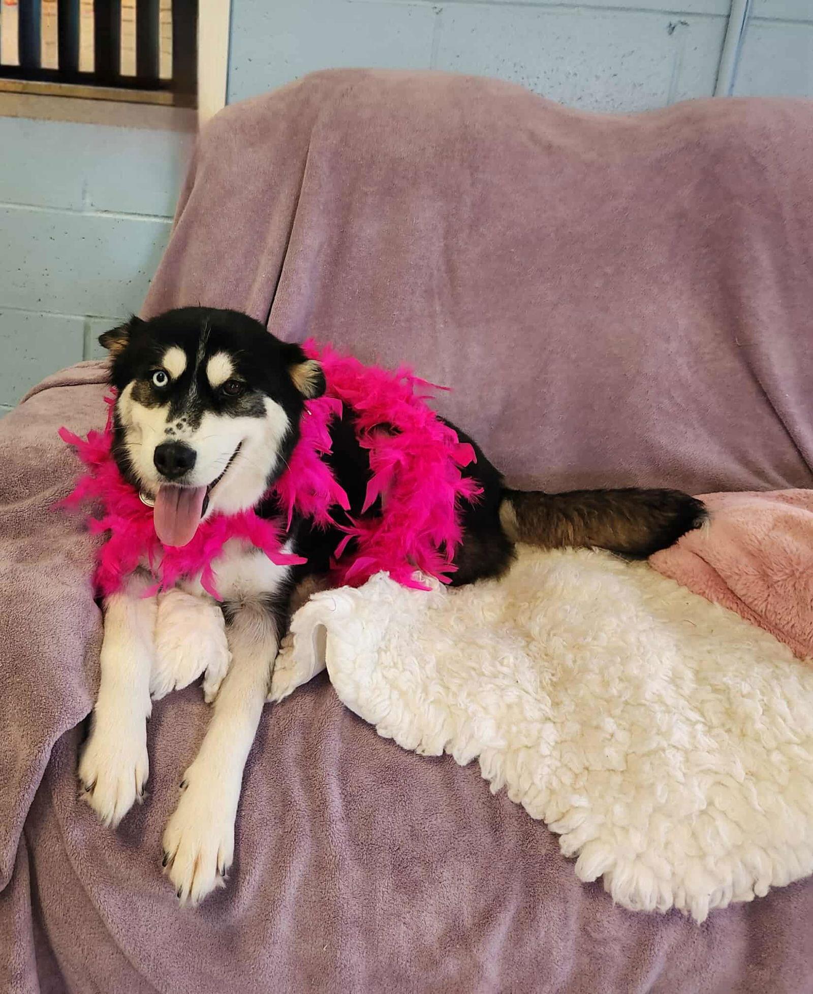 Enlarge Emmie, a Adopted Klee Kai in Springville, NY image 1/3