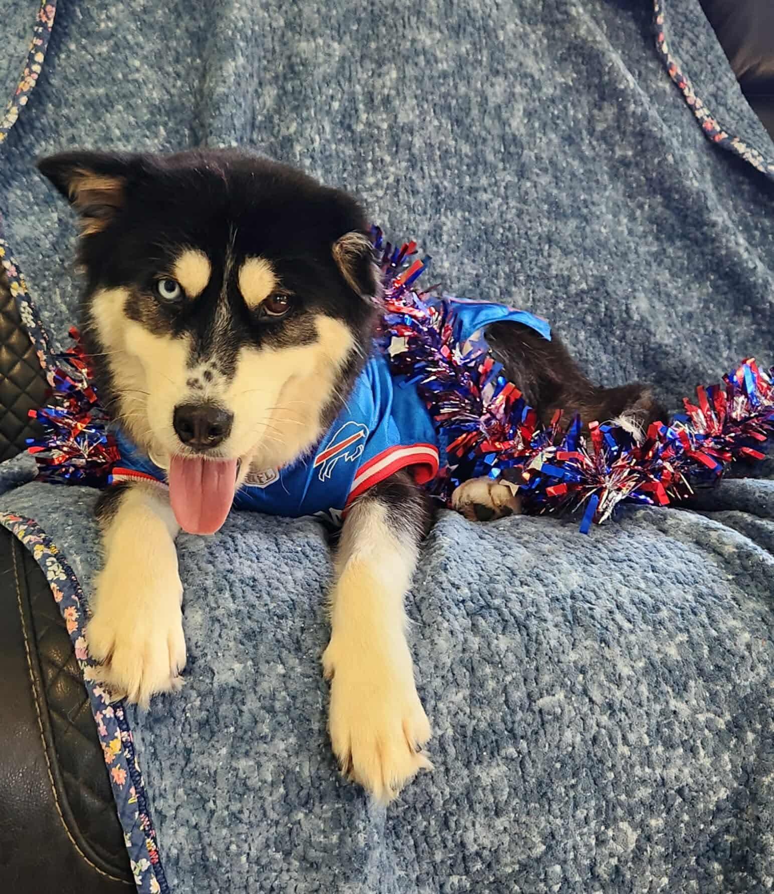 Enlarge Emmie, a Adopted Klee Kai in Springville, NY image 2/3