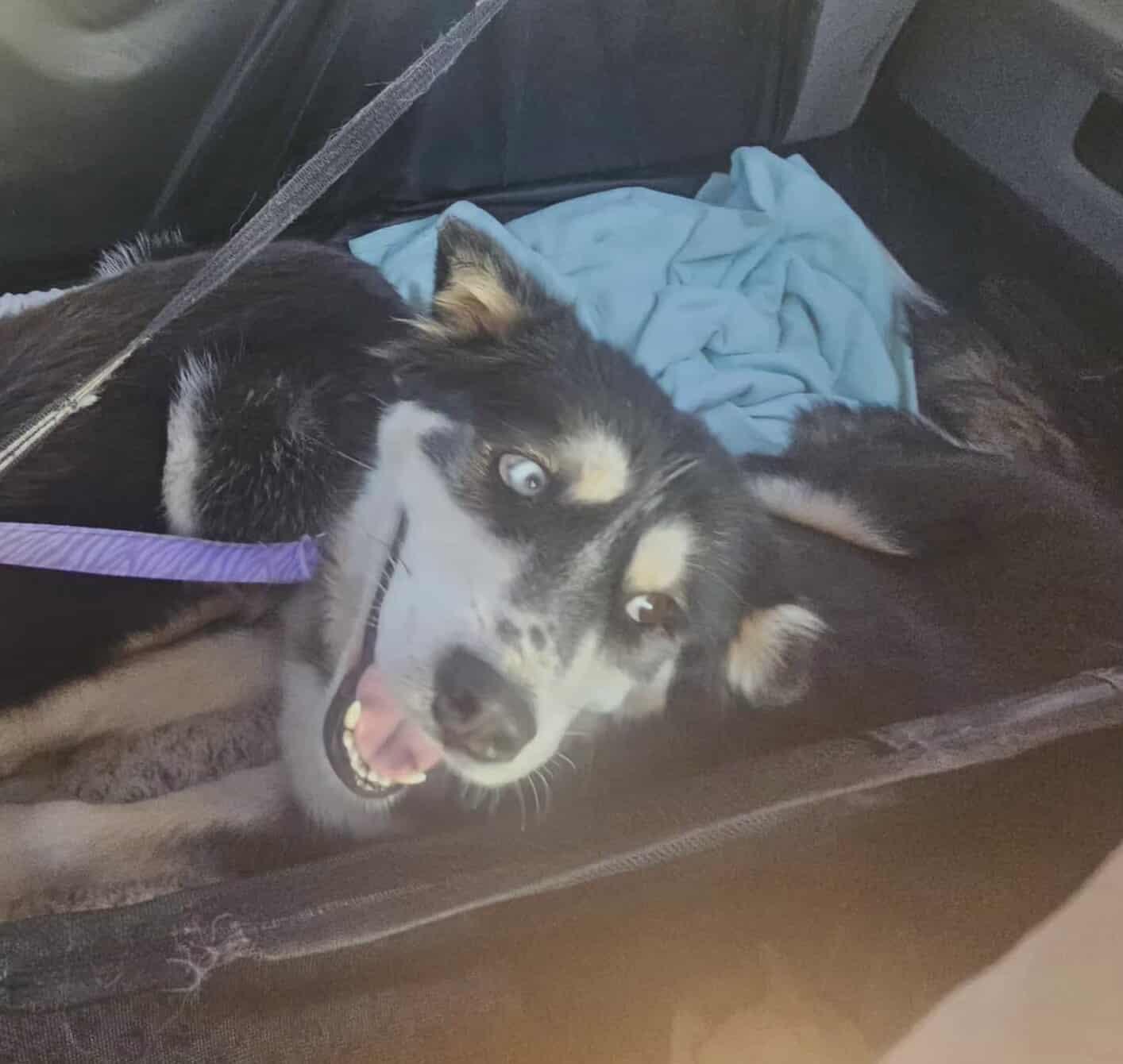 Emmie, Adopted, Adult Female Klee Kai.