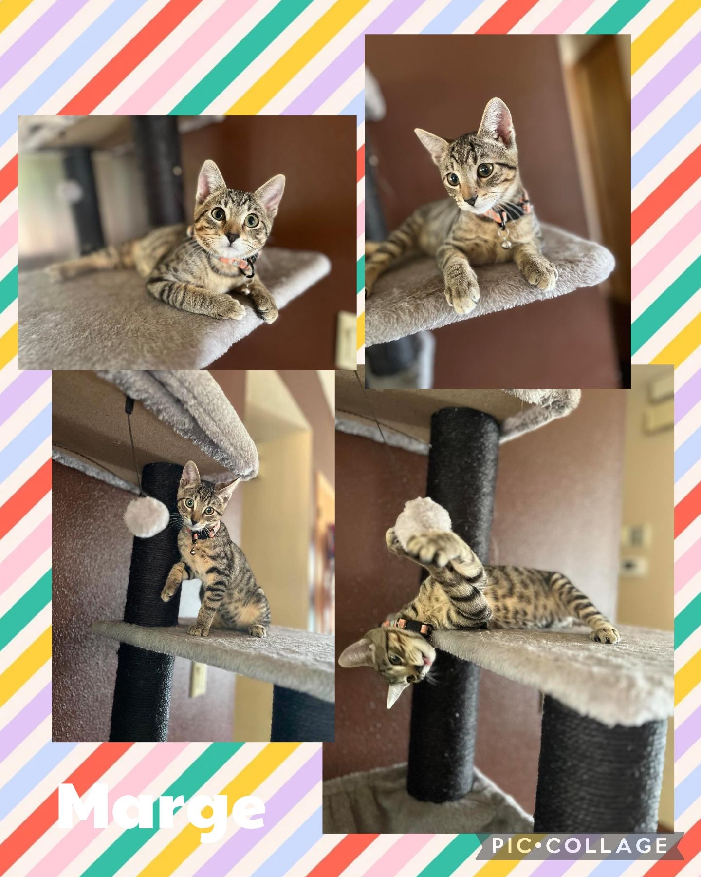 Enlarge Marge, a Adoptable Domestic Short Hair in Newberg, OR image 1/1