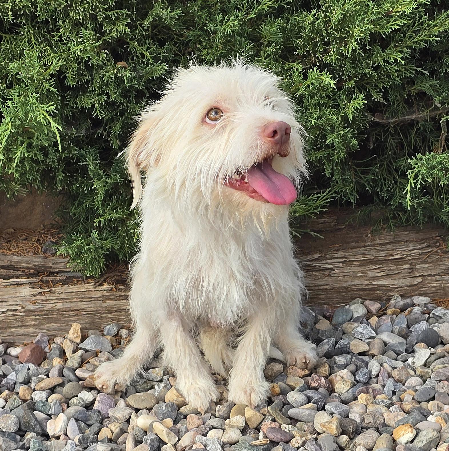 Enlarge Wicked SWEET Lil Mr Whisky - Terripoo, a Adoptable mixed breed in Albuquerque, NM image 1/1